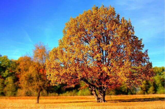 tree with autumn-coloured leaves against a bright blue sky